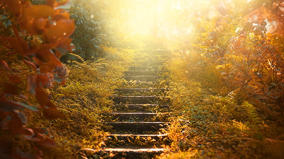 park bench bathed in light during autumn