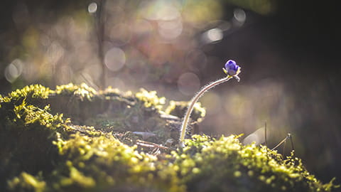 small purple flower bud growing out of mossy land