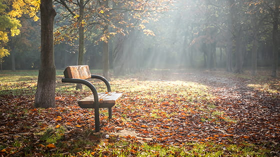 park bench bathed in light during autumn